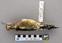 Sphyrapicus varius image
