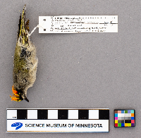 Regulus satrapa image