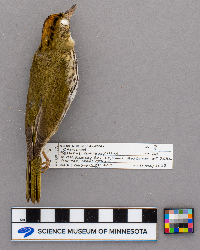 Seiurus aurocapillus image