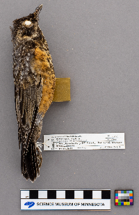 Turdus migratorius image