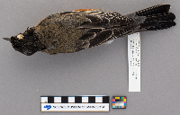thumbnail image of current specimen