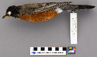 thumbnail image of current specimen