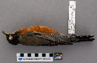 thumbnail image of current specimen