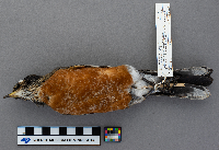 thumbnail image of current specimen