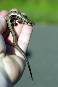 Plestiodon septentrionalis image