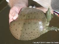 Media resource of Apalone spinifera