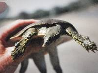 Apalone spinifera image