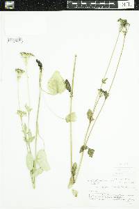 Cicuta maculata image