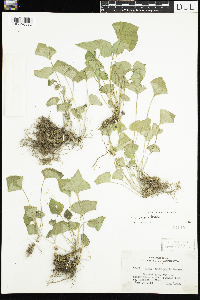 Viola sororia image