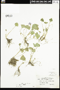 Viola sororia image