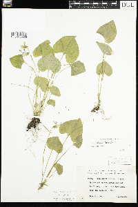 Viola sororia image