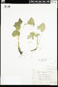 Viola sororia image