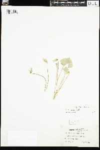 Viola sororia image