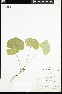 Viola sororia image