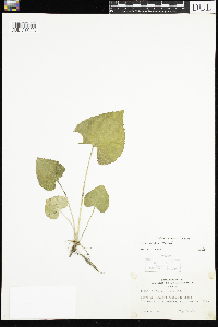 Viola sororia image