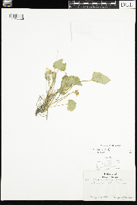 Viola sororia image