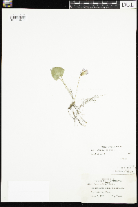 Viola sororia image