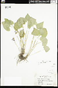 Viola sororia image