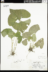 Viola sororia image