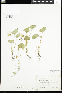 Viola sororia image