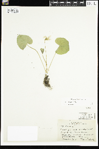 Viola sororia image