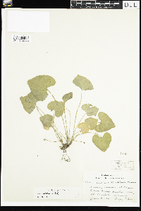 Viola sororia image