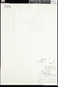 Viola sororia image
