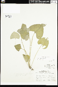Viola sororia image