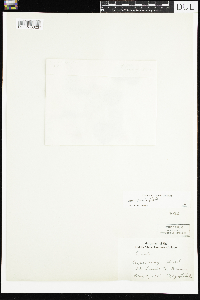 Viola sororia image