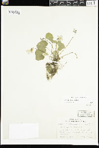 Thumbnail image of current specimen