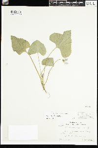 Viola sororia image