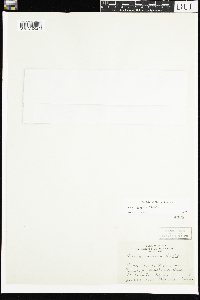 Viola sororia image