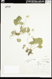 Viola sororia image