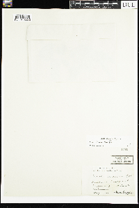Viola sororia image