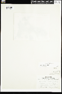 Viola sororia image