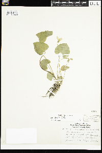 Viola sororia image