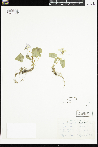 Viola sororia image