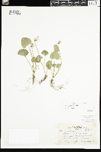 Viola sororia image
