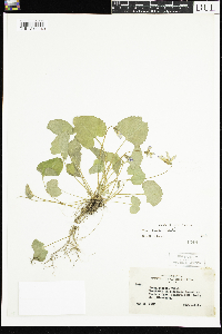 Viola sororia image