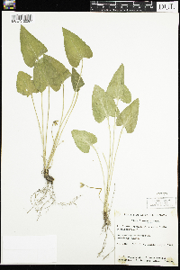 thumbnail image of current specimen