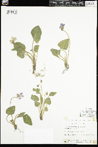 Viola sororia image