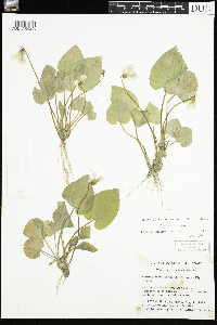 Thumbnail image of current specimen