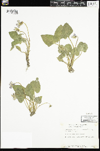 Viola sororia image