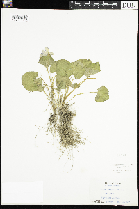 Viola sororia image
