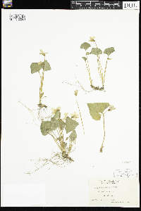 Viola sororia image