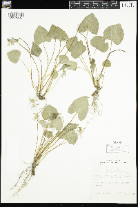 Viola sororia image