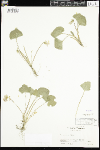 Viola sororia image