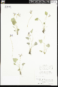 Viola sororia image