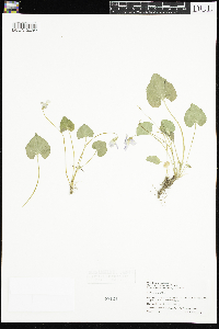 Viola sororia image