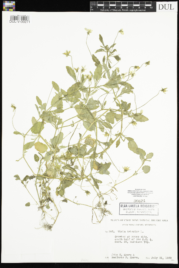 Viola tricolor image